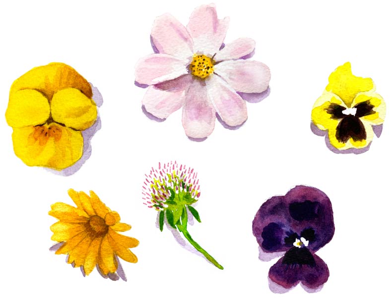 エディブルフラワー