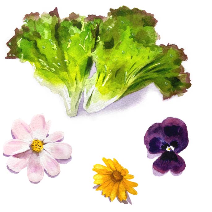 魚と一緒に農作物づくり